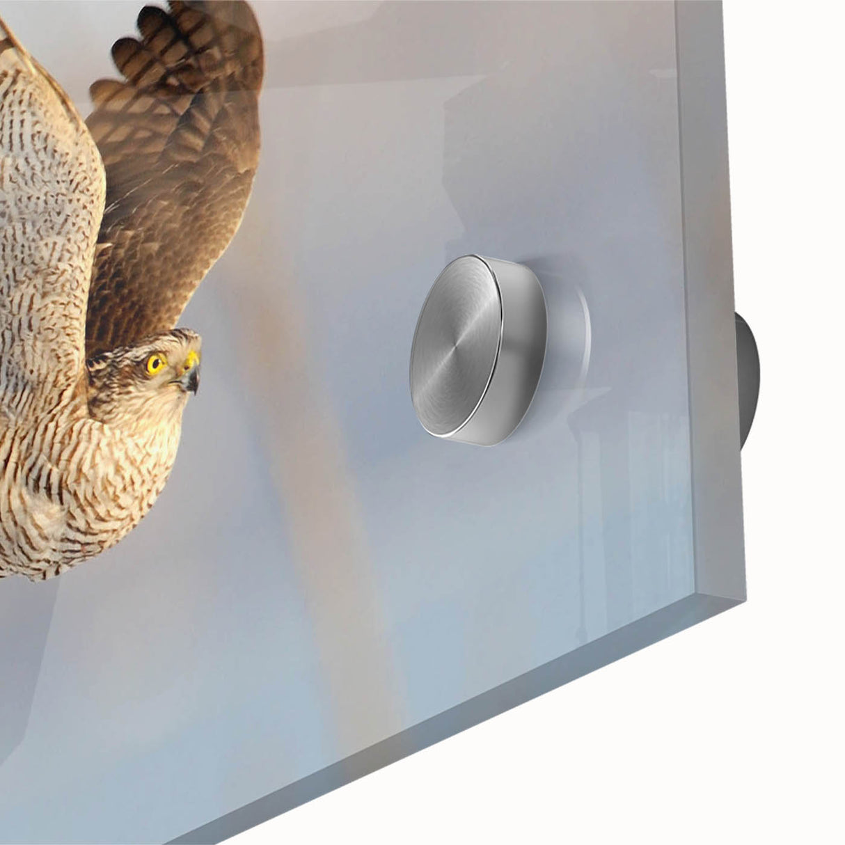 Close-up of a vibrant acrylic glass wall art piece depicting a stunning birds of prey design, showcasing intricate details and vivid colors, ideal for nature enthusiasts.