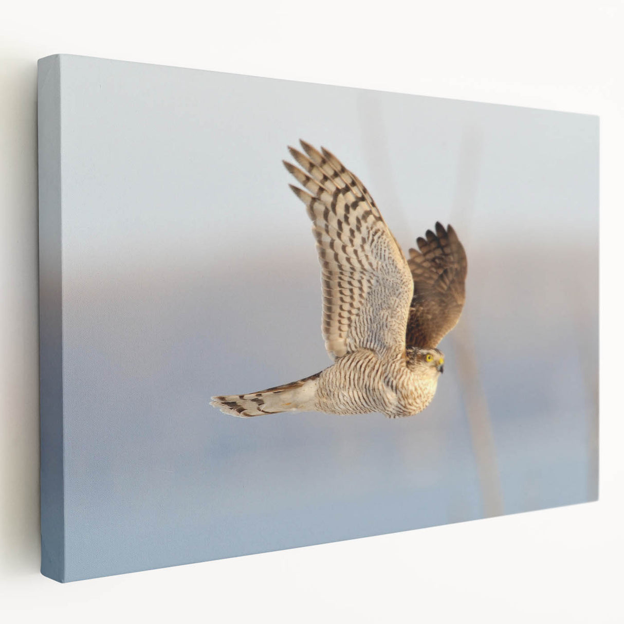Stretched canvas wall art showcasing a vibrant birds of prey design, featuring intricate details and textures, perfect for enhancing home decor and wildlife themes.