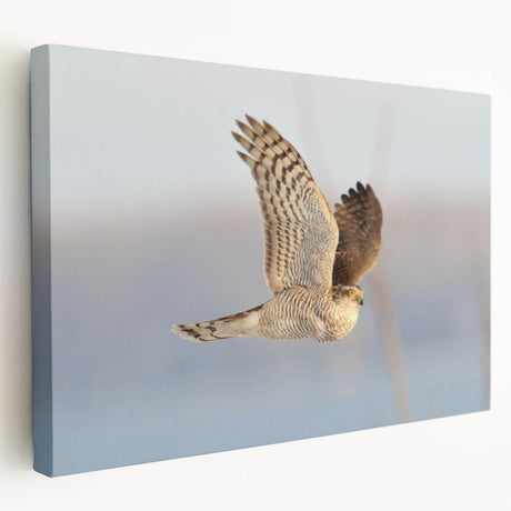 Stretched canvas wall art showcasing a vibrant birds of prey design, featuring intricate details and textures, perfect for enhancing home decor and wildlife themes.