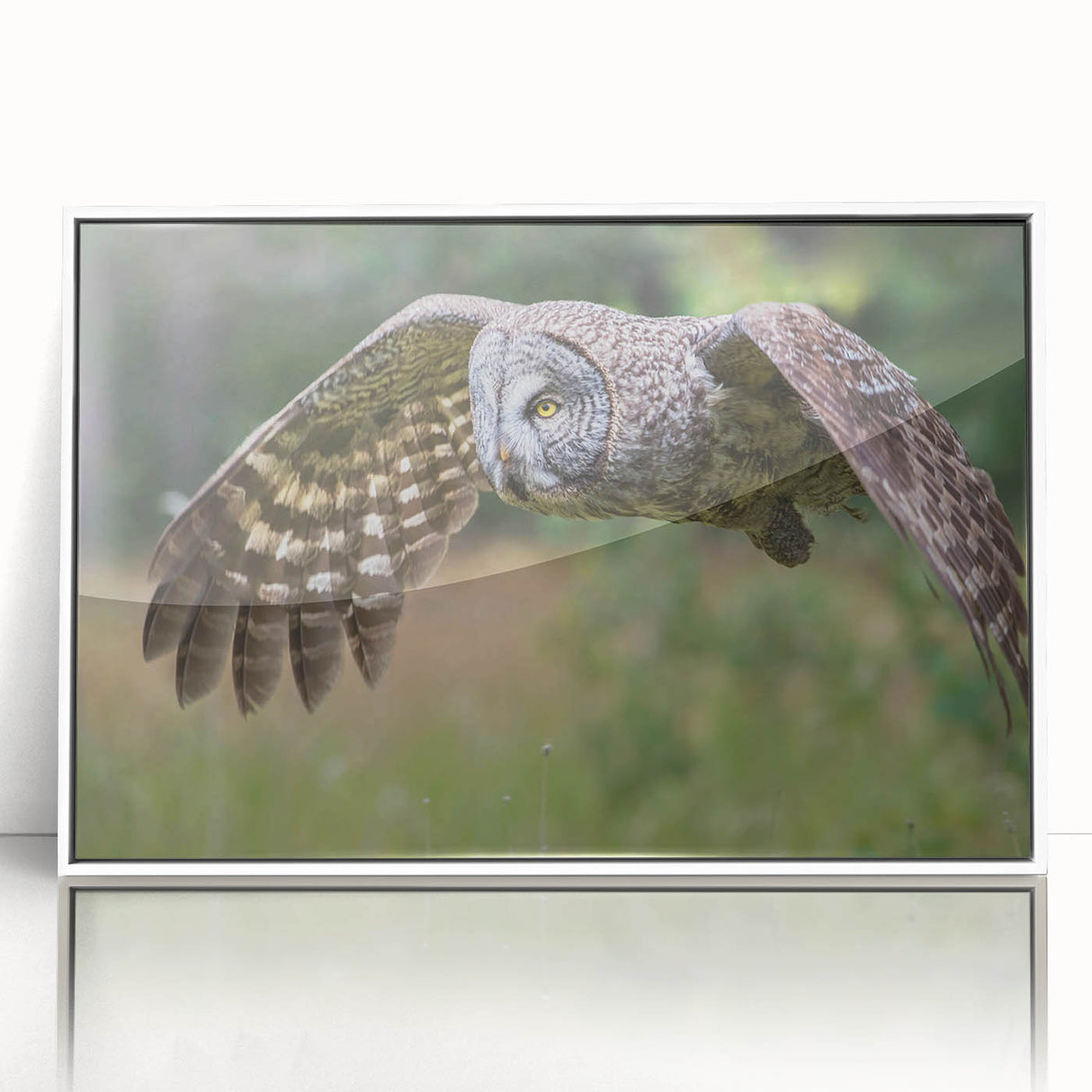 Framed acrylic wall art featuring a vibrant birds of prey design in a stylish white frame, showcasing colorful illustrations and intricate details for home decor.