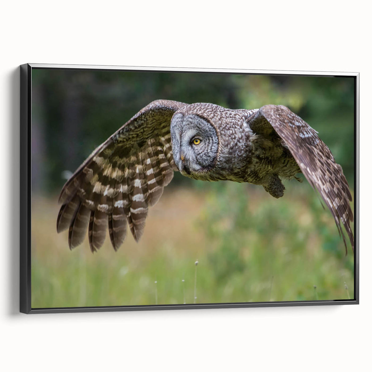 Framed wall art featuring a striking birds-of-prey design, showcasing vibrant colors and intricate details, set against a sleek black frame, ideal for modern decor.