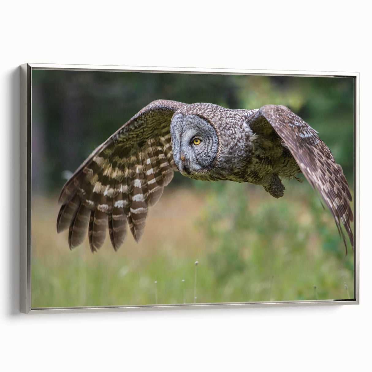 Framed canvas wall art from the Birds of Prey collection, showcasing a detailed silver design featuring majestic birds in flight, perfect for nature-inspired home decor.