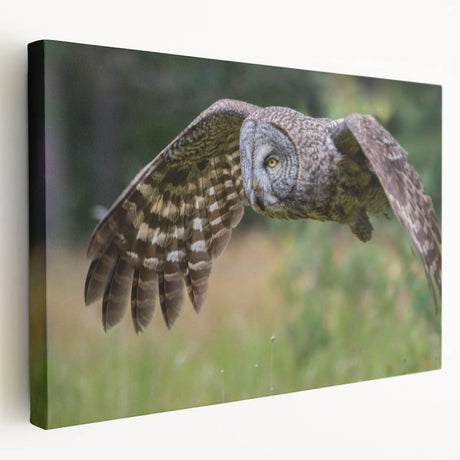 Stretched canvas wall art featuring a vibrant birds of prey design, showcasing detailed illustrations in rich colors, perfect for adding a wildlife theme to any room.