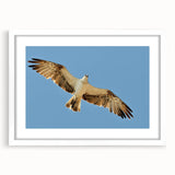 Soaring Bird of Prey - Majestic Eagle Wall Art in Clear Blue Sky