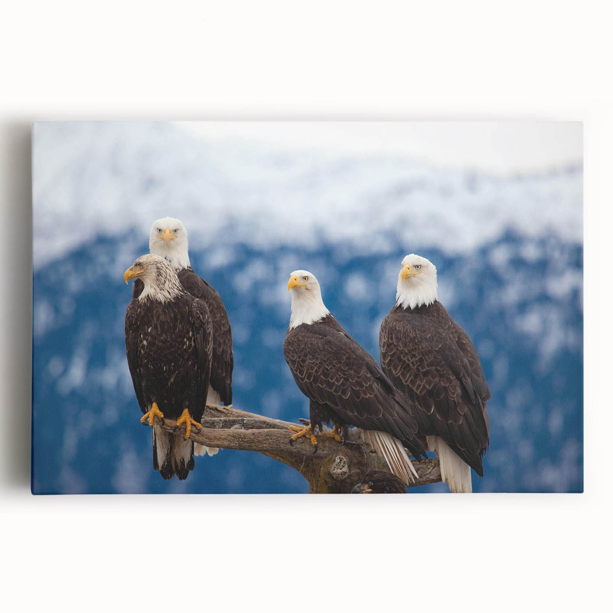 Stretched canvas wall art featuring a vibrant collection of birds, showcasing detailed illustrations and rich colors, perfect for enhancing home decor.