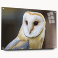 Acrylic glass wall art design showcasing vibrant bird illustrations in a modern style, displayed from a side view with decorative pins for mounting.