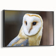 Graceful Barn Owl Portrait - Elegant Birds of Prey Wall Art