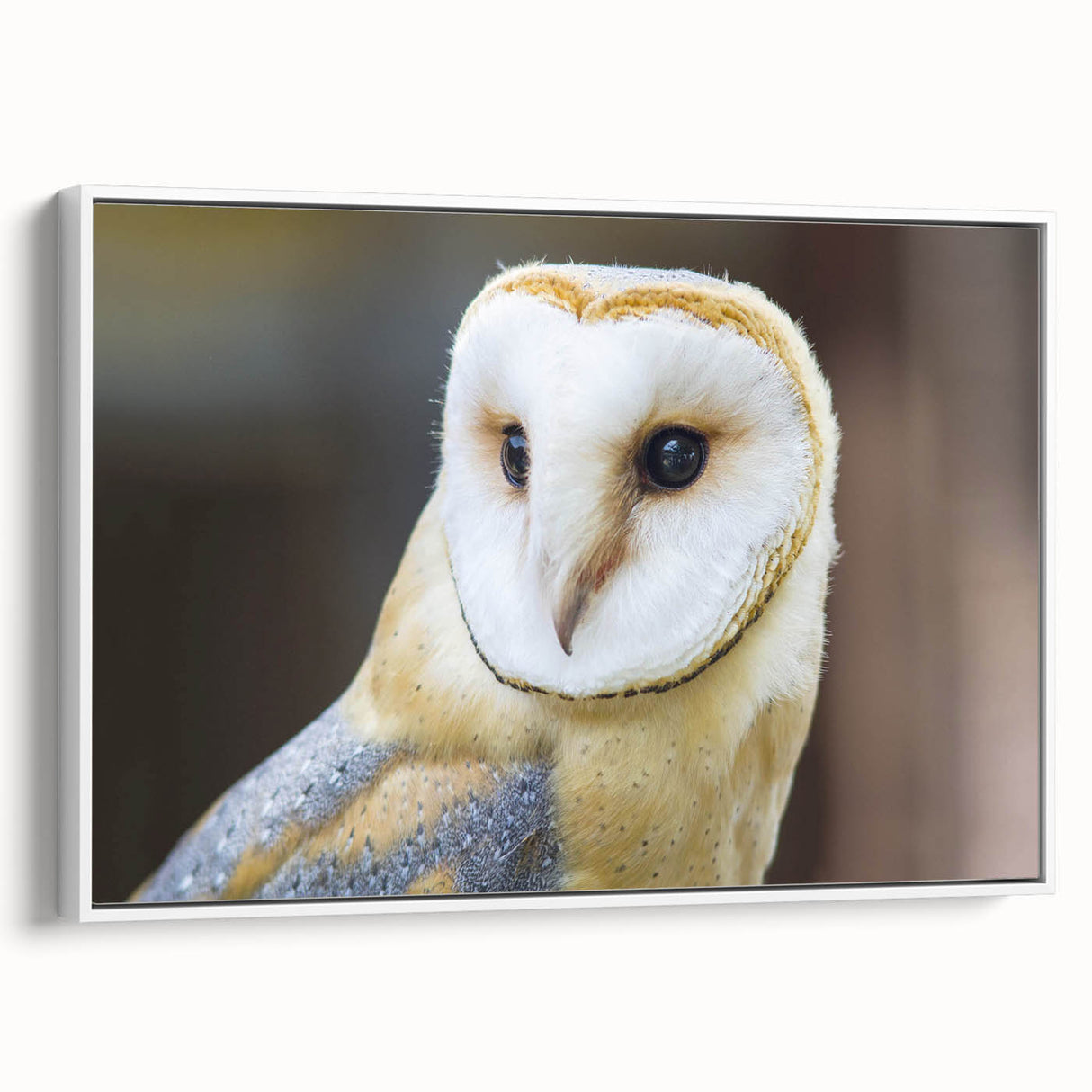 Framed wall art featuring a striking birds of prey design, showcasing detailed illustrations in vibrant colors on a white canvas, ideal for nature enthusiasts.