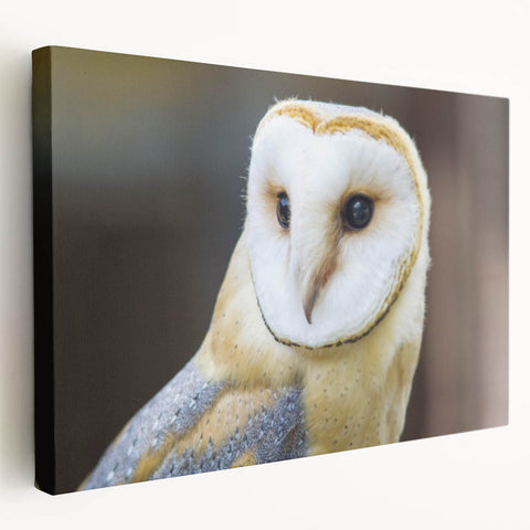 Graceful Barn Owl Portrait - Elegant Birds of Prey Wall Art