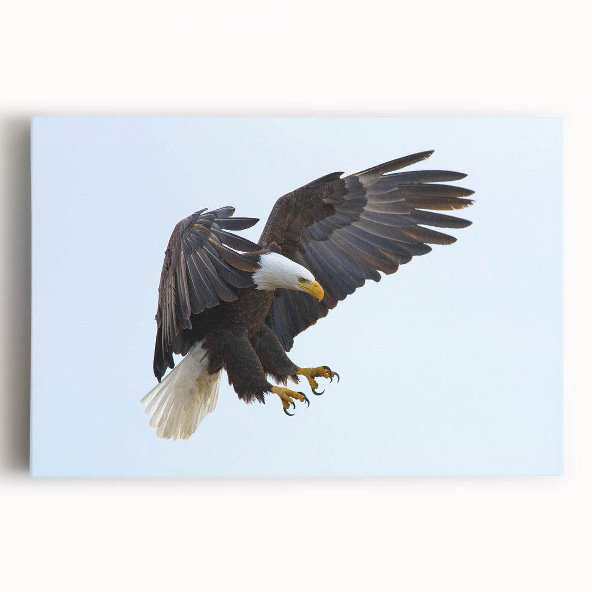 Colorful wall art canvas featuring a collection of bird illustrations in a stylized design, showcasing vibrant colors and intricate details, perfect for home decor.
