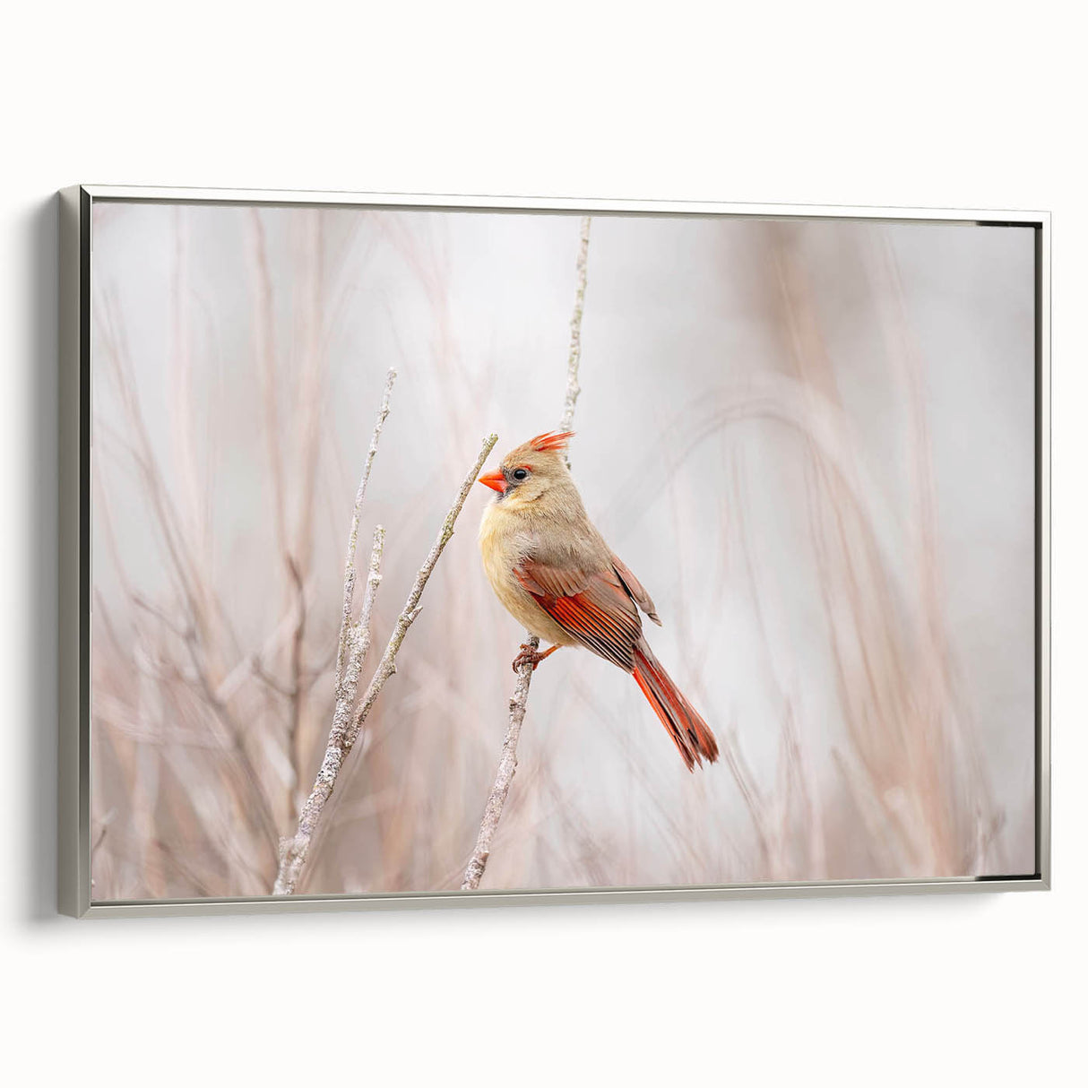 Framed canvas wall art featuring a detailed cardinal design in vibrant red and soft gray tones, showcased with a sleek silver frame, ideal for home decor.
