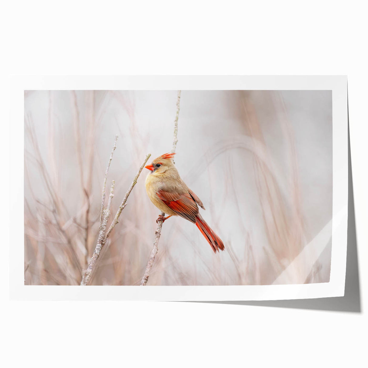 Vibrant rolled print of cardinal birds perched on branches, showcasing intricate details and rich colors, perfect for nature-themed wall decor.