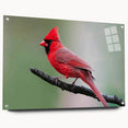 Acrylic glass wall art featuring a vibrant cardinal bird design, showcasing intricate details and bright colors. The artwork is displayed in a side view, highlighting the mounting pins for easy hanging. Perfect for bird lovers and nature-themed decor.