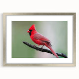 Framed wall art featuring a vibrant cardinal bird design in a silver mat, showcasing detailed colors and textures, ideal for adding elegance to home decor.