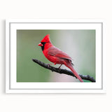 Framed wall art featuring a vibrant cardinal bird design, set against a crisp white mat, ideal for home decor and nature-themed interiors. Perfect for bird lovers.