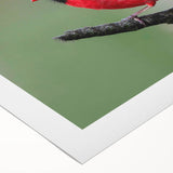 Colorful rolled canvas showcasing a vibrant cardinal bird design, perfect for home decor, featuring intricate details and rich red hues, ideal for nature lovers.