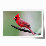 Vibrant cardinal bird wall art print showcasing detailed red and black plumage, ideal for home decor. Perfect for bird lovers and nature enthusiasts, rolled for easy framing.