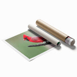 Vibrant rolled wall art print featuring a cardinal bird design, showcasing rich reds and greens, ideal for home decor and nature enthusiasts. Packaged securely for safe delivery.