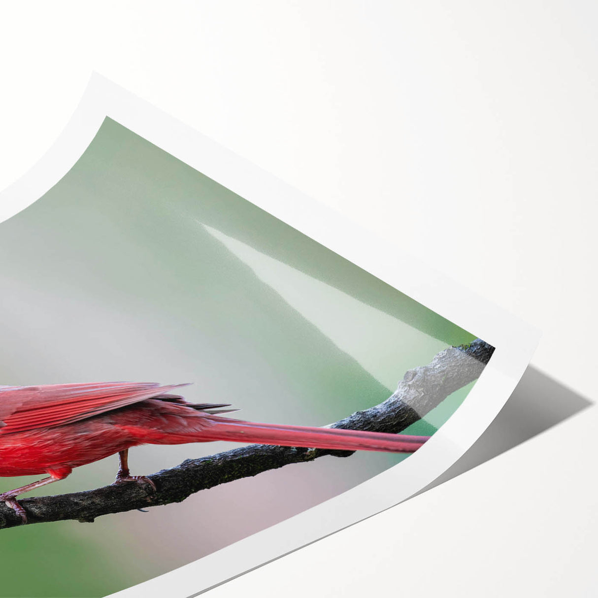 Vibrant rolled print of a cardinal bird design, showcasing vivid red and green colors against a natural background, ideal for nature-themed wall art collection.