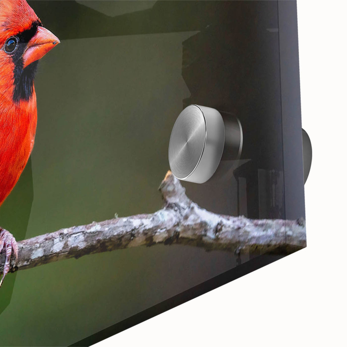 Close-up view of a vibrant cardinal bird wall art design on acrylic glass, showcasing detailed colors and textures, perfect for nature-themed decor.