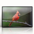 Framed wall art showcasing a vibrant cardinal design in red and black, elegantly displayed with an acrylic front for a modern touch, perfect for home decor.