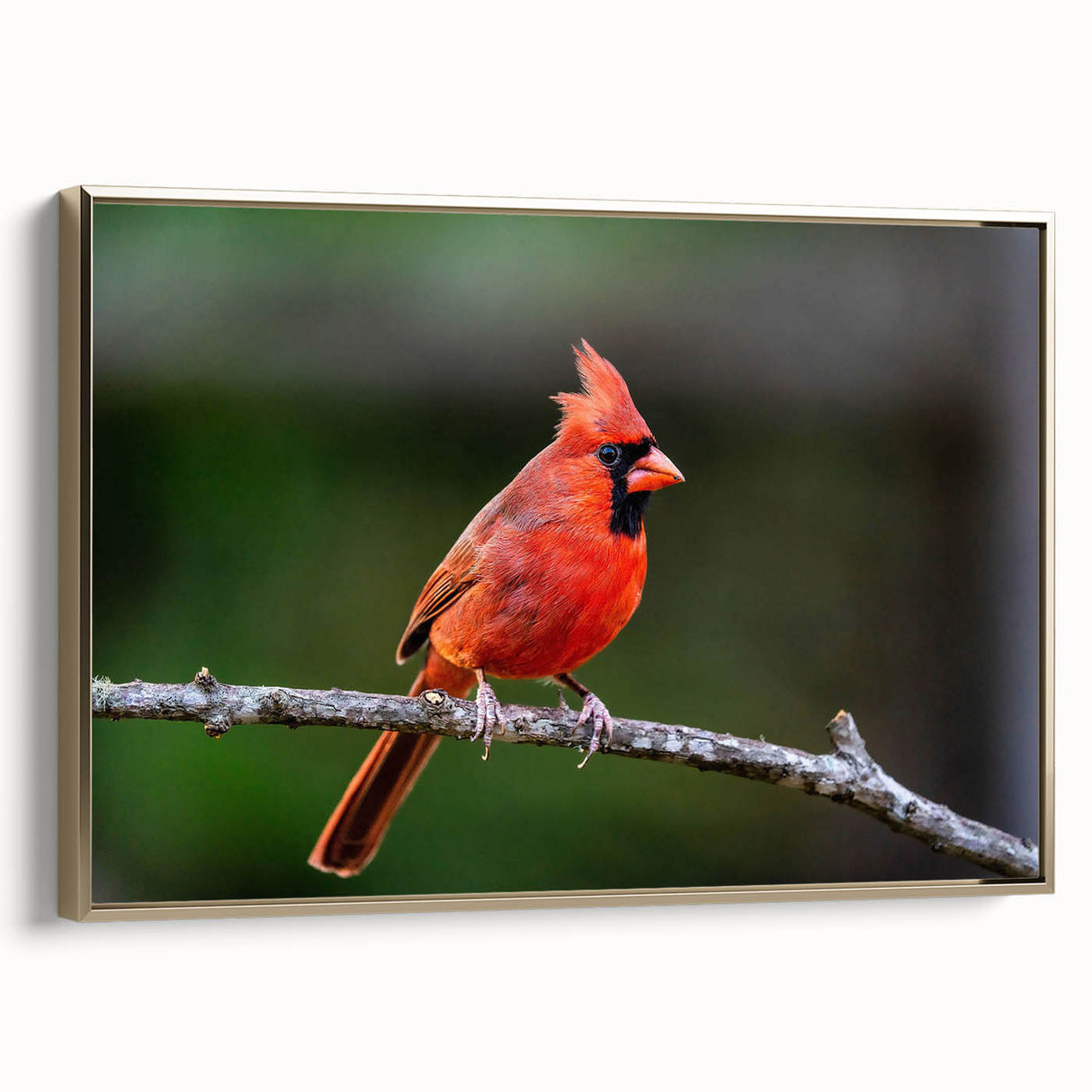 Framed canvas wall art featuring a vibrant cardinal design, showcasing rich red and gold colors, perfect for adding a touch of nature-inspired elegance to any room.