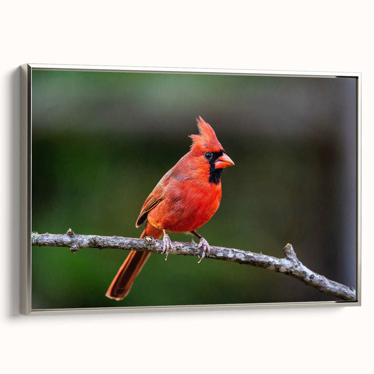 Framed wall art featuring a striking cardinal design on a textured canvas, presented in a sleek silver frame, adding elegance to any room decor.