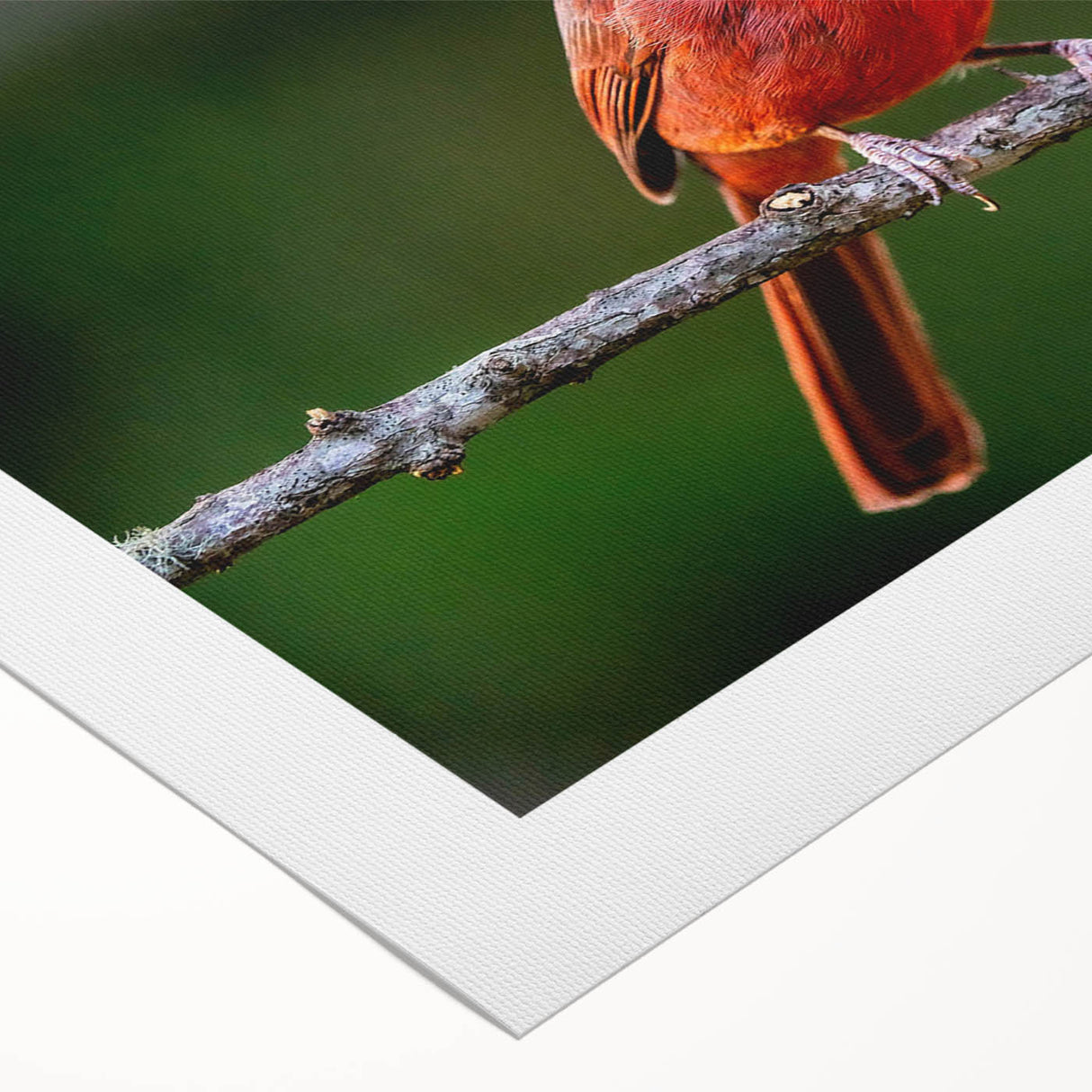 Vibrant rolled canvas wall art featuring a striking cardinal bird design in rich red and green hues, perfect for adding color and elegance to any space.