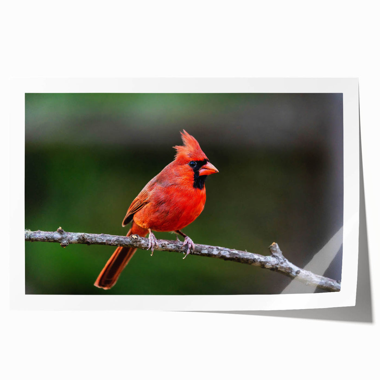 Vibrant wall art print featuring a cardinal bird design, ideal for home decor, showcasing rich red and green colors with intricate detailing, rolled for easy framing.