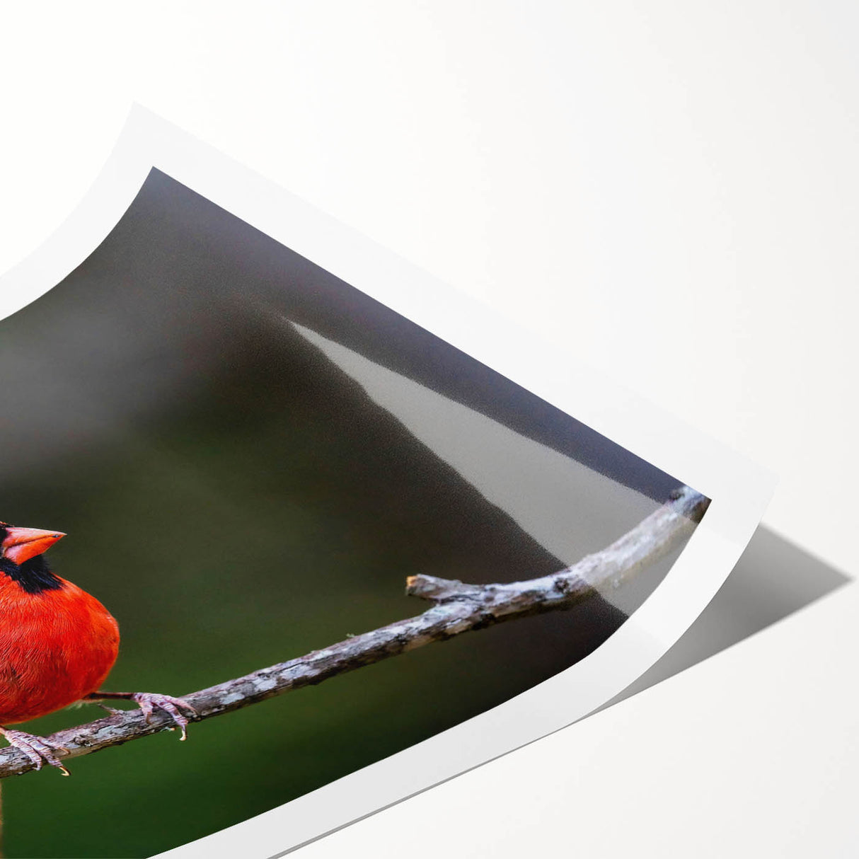 Vibrant wall art print featuring a detailed illustration of red cardinals perched on tree branches against a soft blue background, perfect for nature lovers' decor.