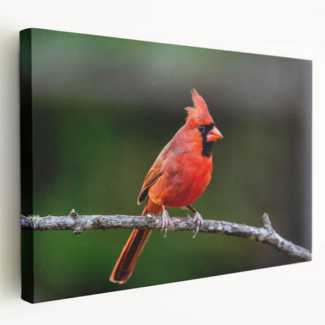 Stretched canvas wall art showcasing vibrant red cardinals perched on leafy branches, ideal for nature-themed home decor. The side view highlights the canvas edges and texture, enhancing its visual appeal.