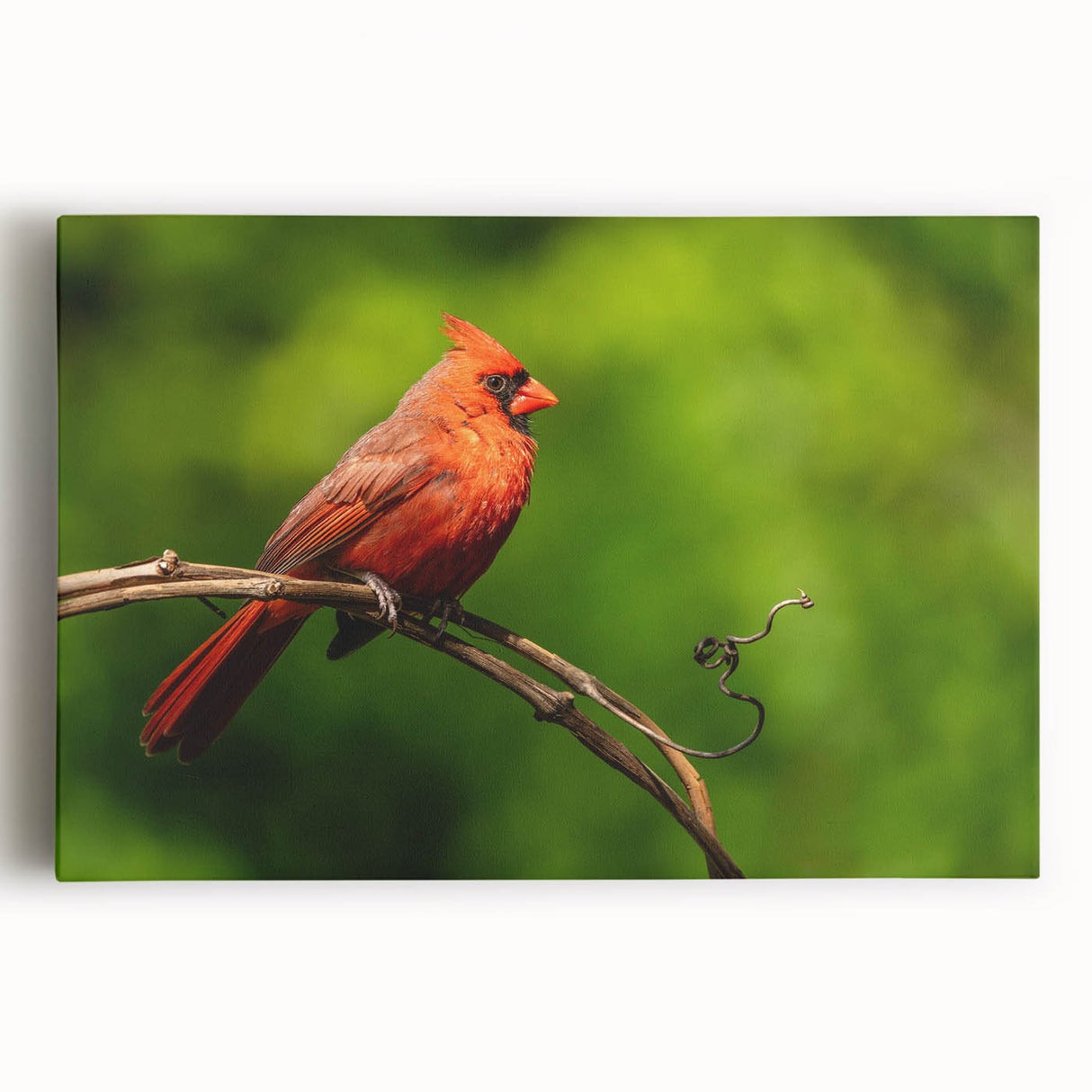 Vibrant cardinal bird wall art on stretched canvas, showcasing rich red feathers and intricate details, perfect for nature-themed home decor.