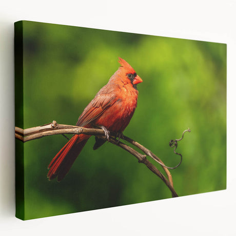 Vibrant cardinal bird wall art printed on stretched canvas, showcasing rich red and green hues, ideal for enhancing home decor with a nature theme.