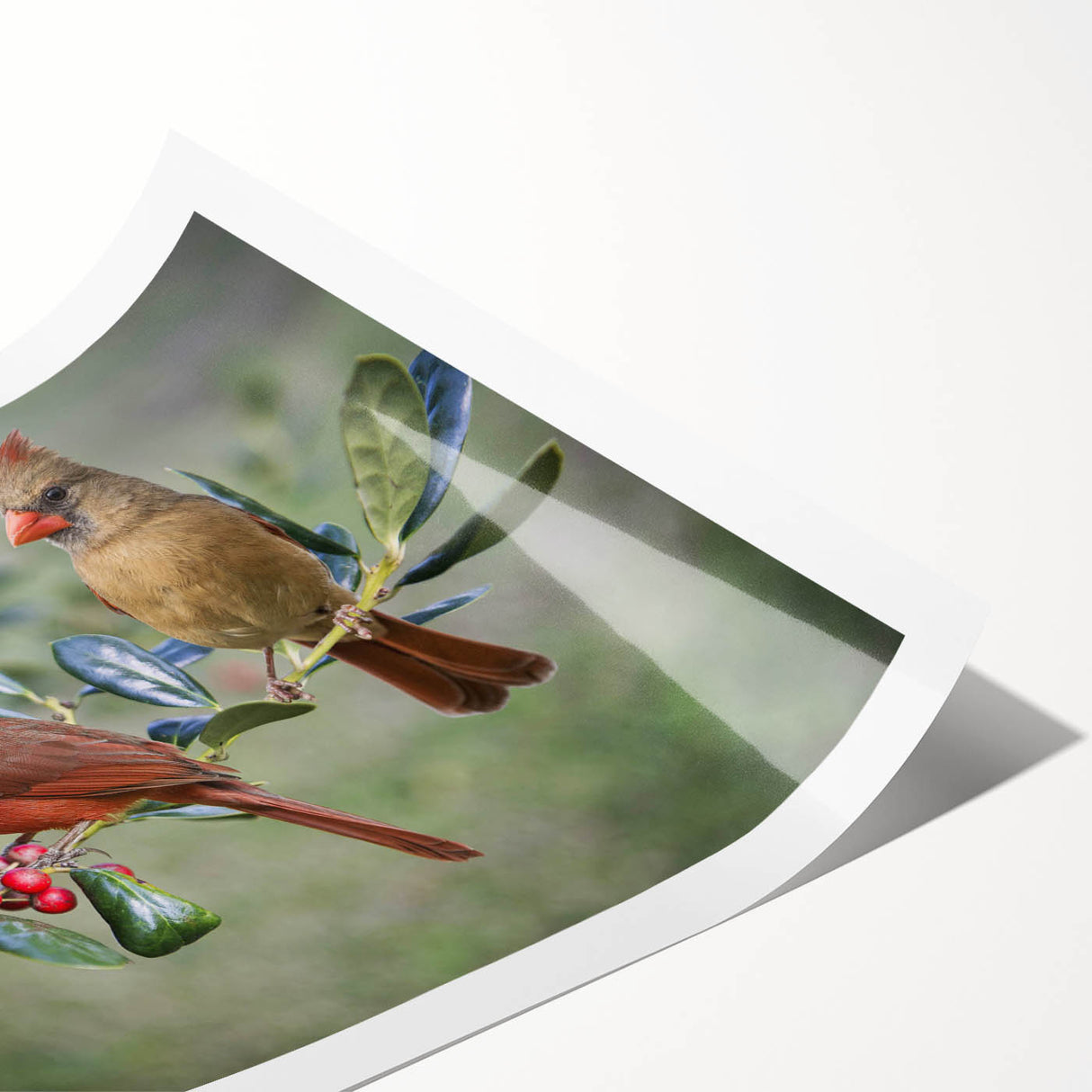Vibrant rolled print of a cardinal bird perched on a branch, showcasing rich red and green colors, ideal for nature-themed home decor. Perfect for bird lovers and art enthusiasts.