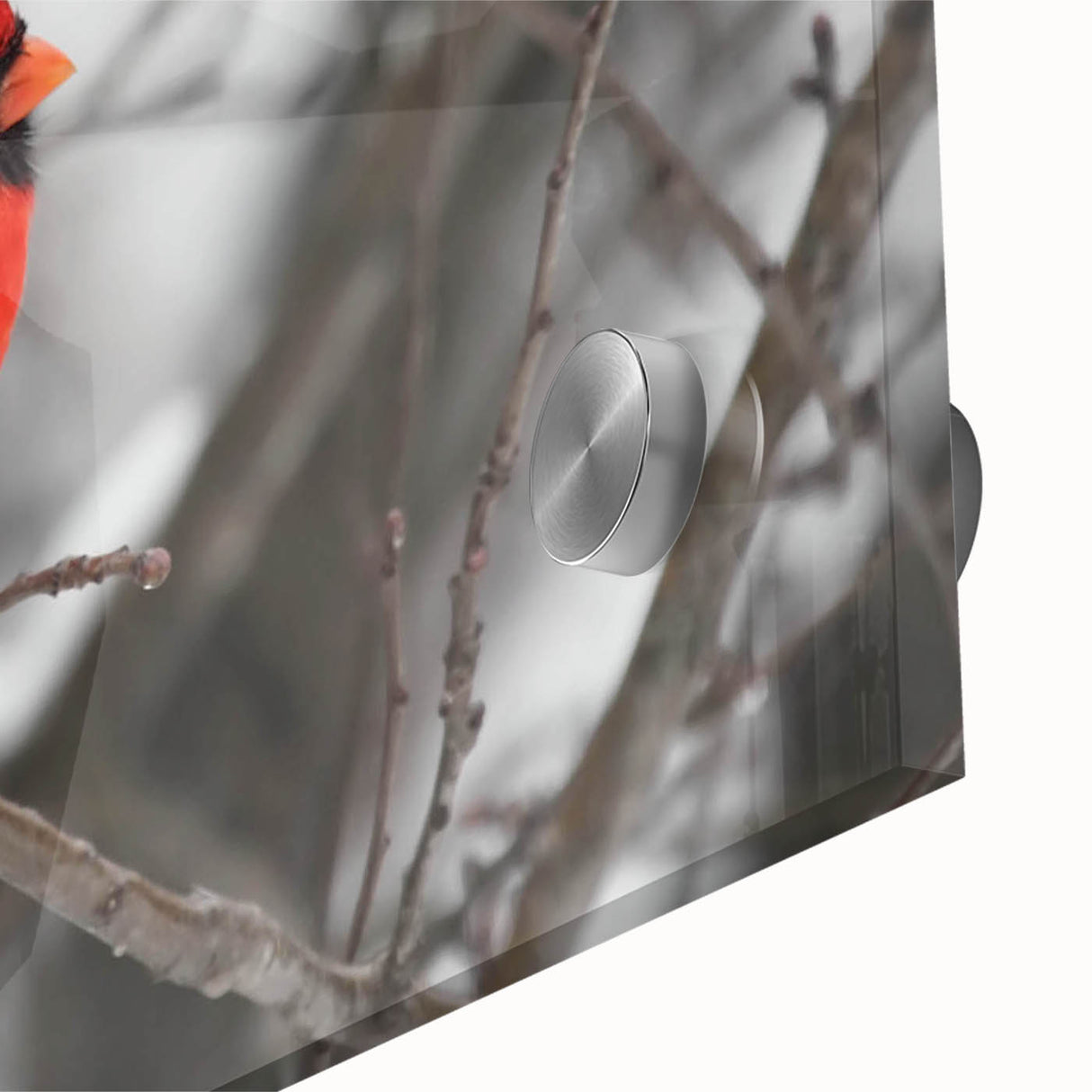 Close-up of a vibrant cardinal bird wall art piece, showcasing intricate details and rich colors on acrylic glass, ideal for adding nature-inspired decor to any space.