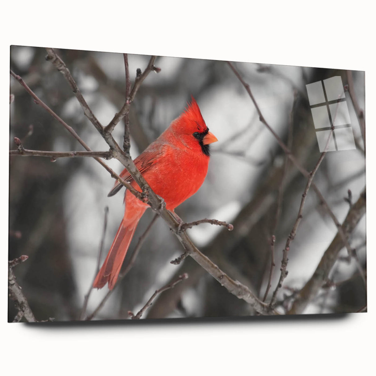 Vibrant acrylic wall art showcasing a detailed cardinal bird design, displayed in a side view without pins, emphasizing its colorful plumage and artistic craftsmanship. Perfect for nature enthusiasts and home decor.