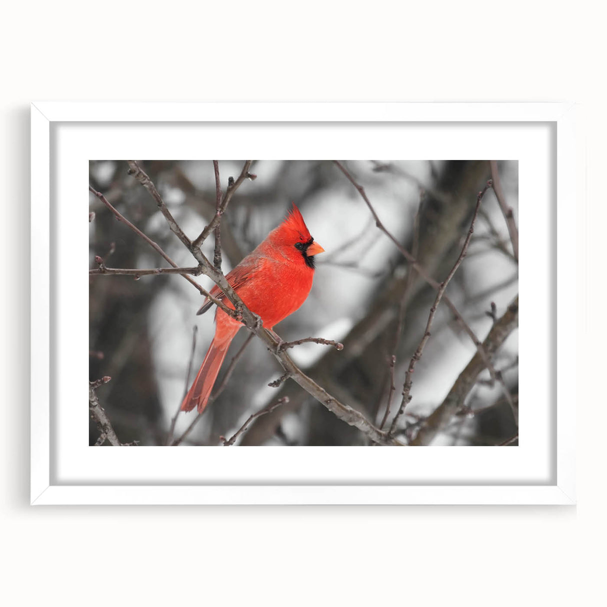 Framed wall art featuring a vibrant cardinal bird design, set against a white mat, ideal for home decor or nature-themed spaces, showcasing detailed colors and textures.