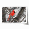 Vibrant rolled print of a cardinal bird design, featuring rich red and soft gray hues, perfect for nature-themed wall art collections. Ideal for home decor enthusiasts.