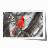 Vibrant rolled print of a cardinal bird design, featuring rich red and soft gray hues, perfect for nature-themed wall art collections. Ideal for home decor enthusiasts.