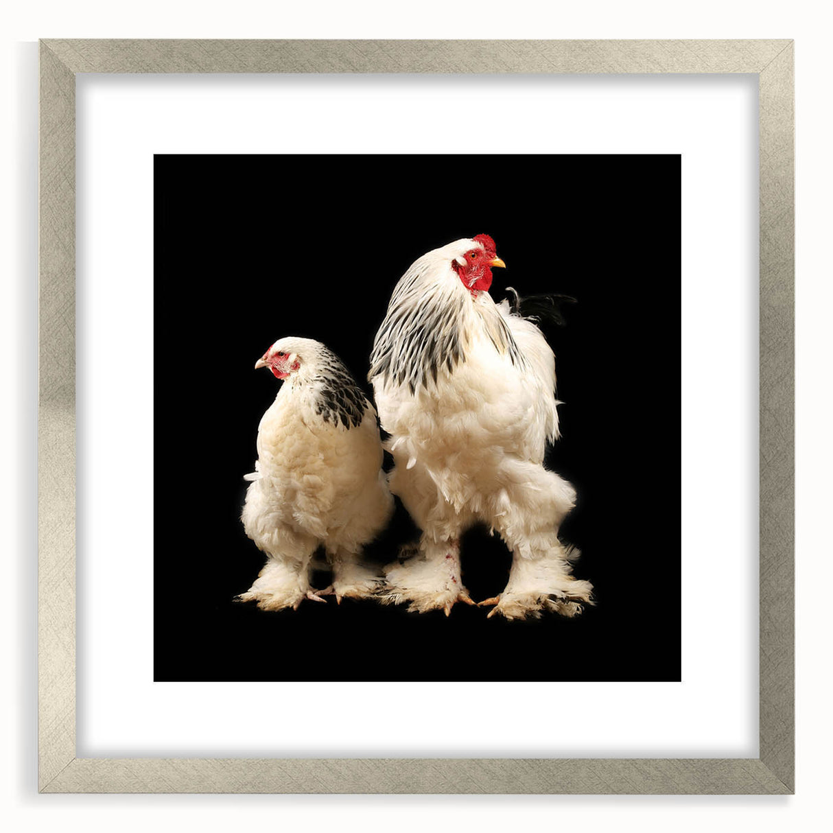 Silver-framed wall art featuring a whimsical chicken design, elegantly matted, perfect for adding a touch of charm to any home decor. This unique piece showcases vibrant colors and intricate details that capture the playful essence of farm life, making it an ideal accent for kitchens or dining areas.