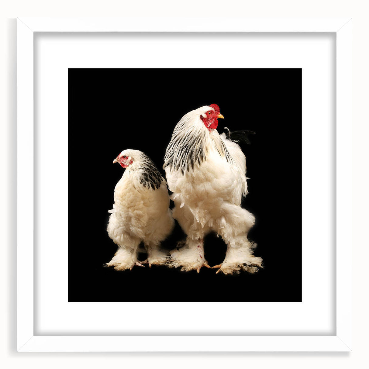 Framed wall art featuring a whimsical chicken design, set in a white mat and frame, ideal for home decor. Perfect for animal lovers and country-themed interiors.