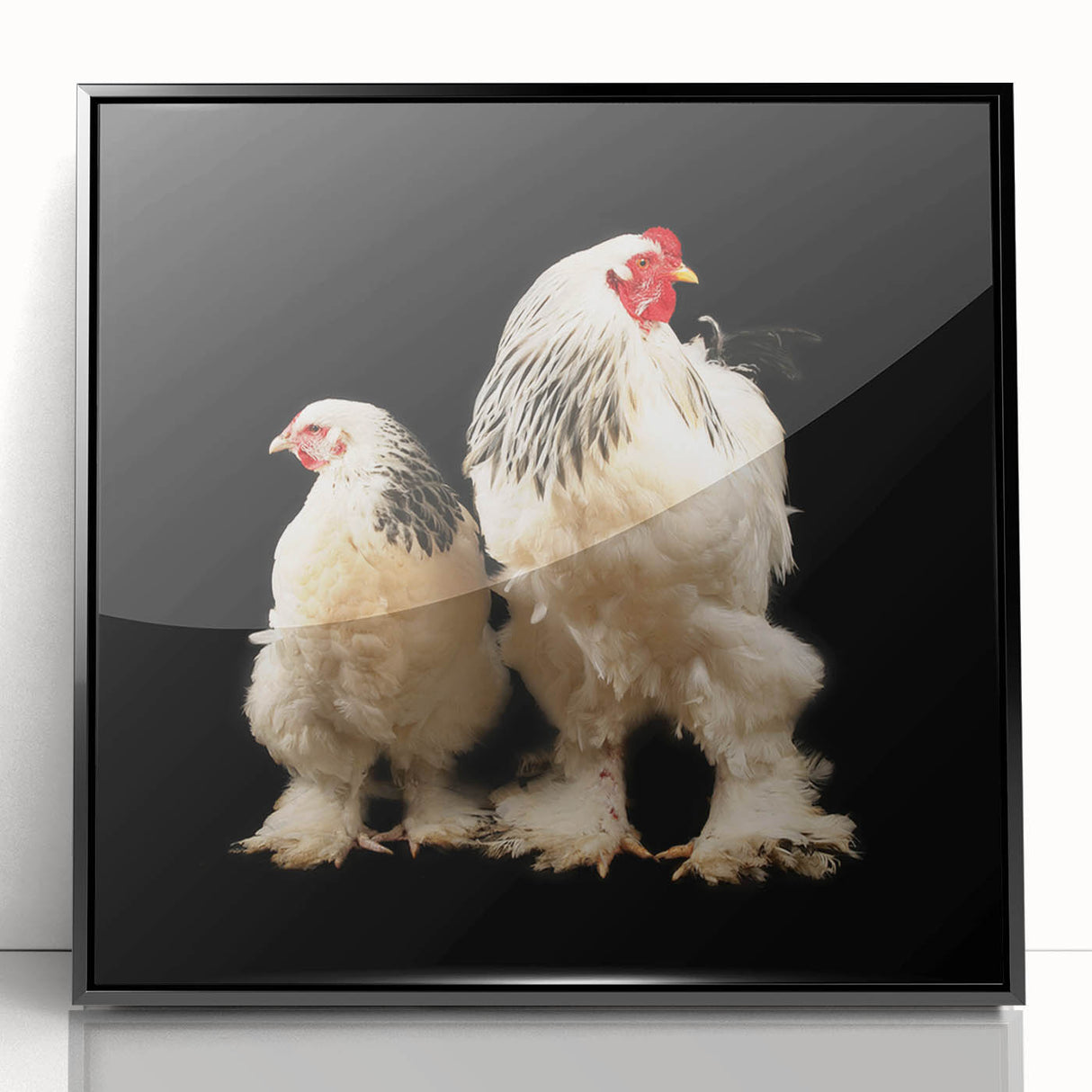 Framed wall art featuring a colorful chicken design, set against a sleek black background, perfect for adding a whimsical touch to home decor. The acrylic frame enhances the vibrant colors and details of the artwork, making it an eye-catching addition to any room. Ideal for animal lovers and those seeking unique, playful decor.