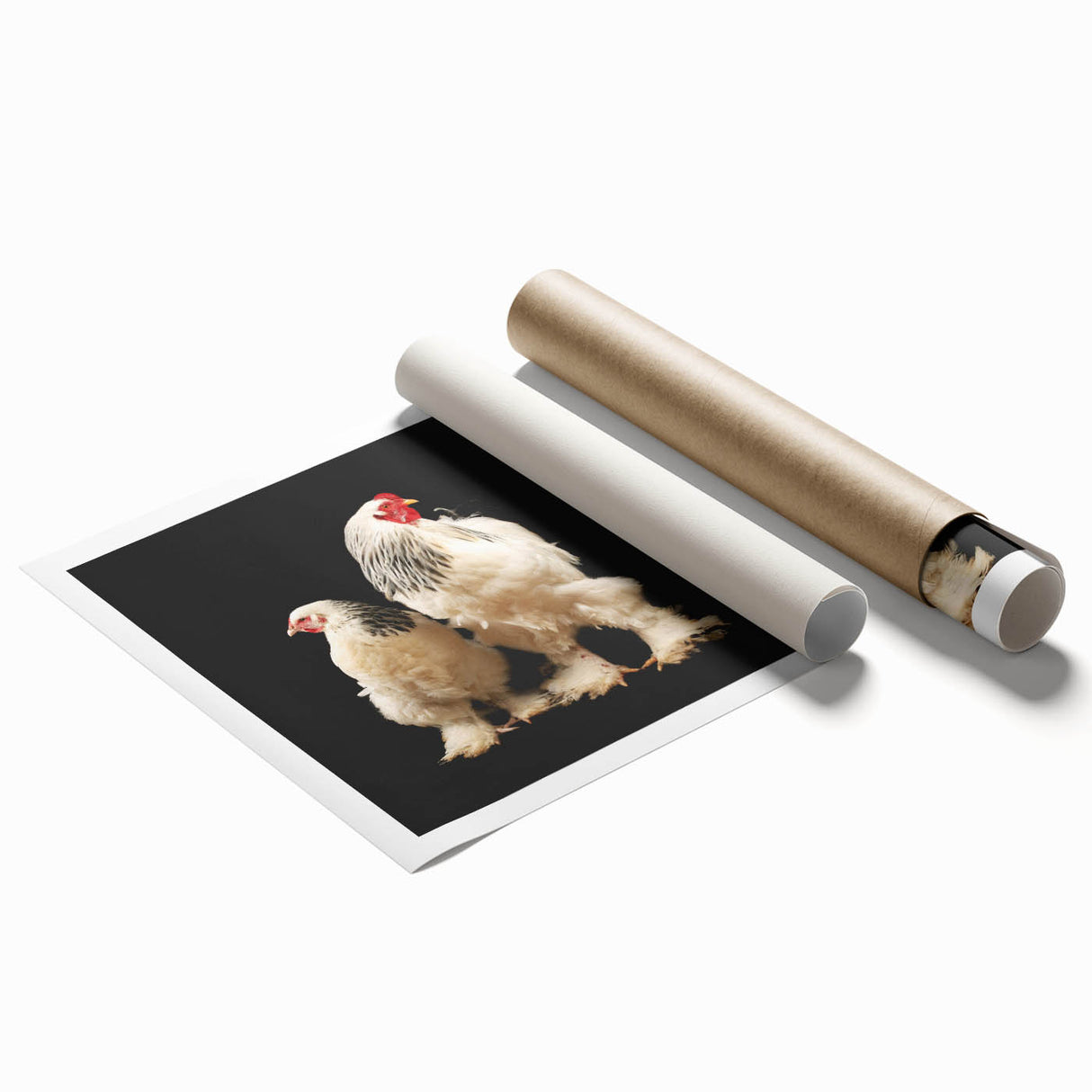 Vibrant wall art print featuring an artistic chicken design, rolled and ready for display, showcasing intricate details and bold colors in a protective tube. Perfect for adding a whimsical touch to home decor.