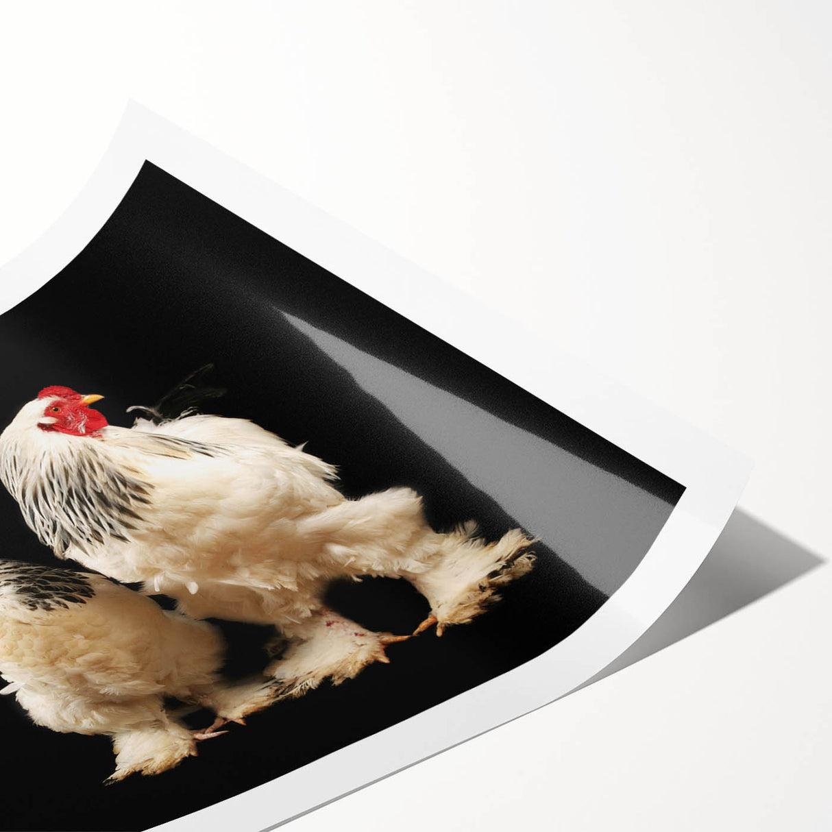 Colorful wall art print featuring a whimsical chicken design, showcasing vibrant hues and playful patterns, perfect for adding a cheerful touch to home decor. Ideal for kitchens or dining areas, this rolled print is both eye-catching and fun, appealing to animal lovers and art enthusiasts alike.
