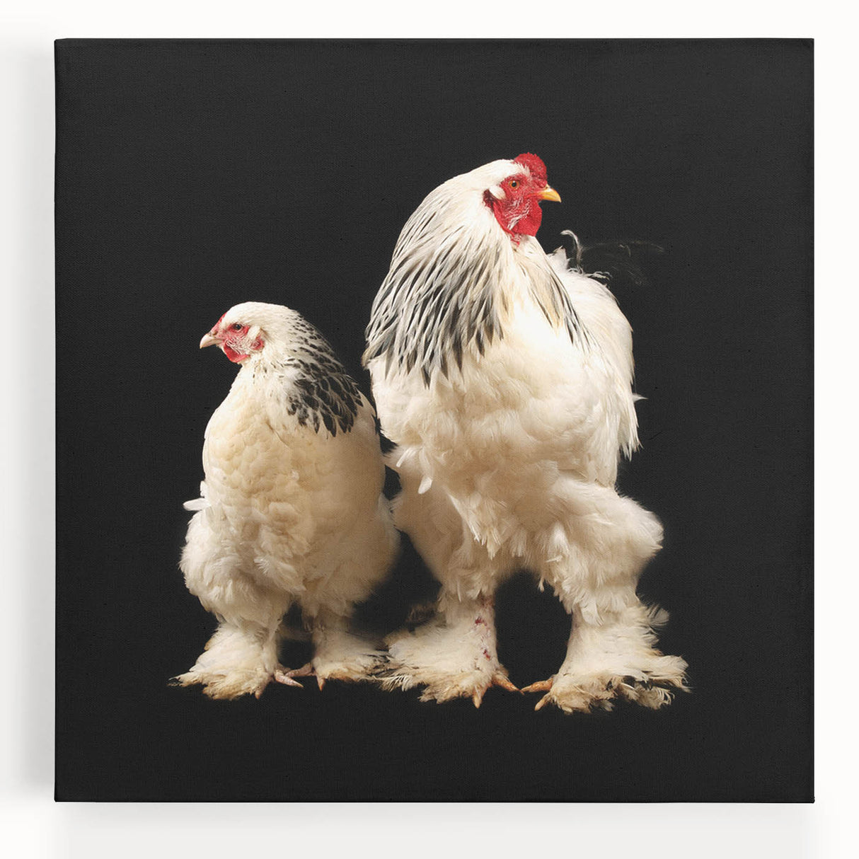 Colorful stretched canvas wall art featuring a whimsical chicken design, perfect for adding a playful touch to home decor, showcasing vibrant colors and intricate details.