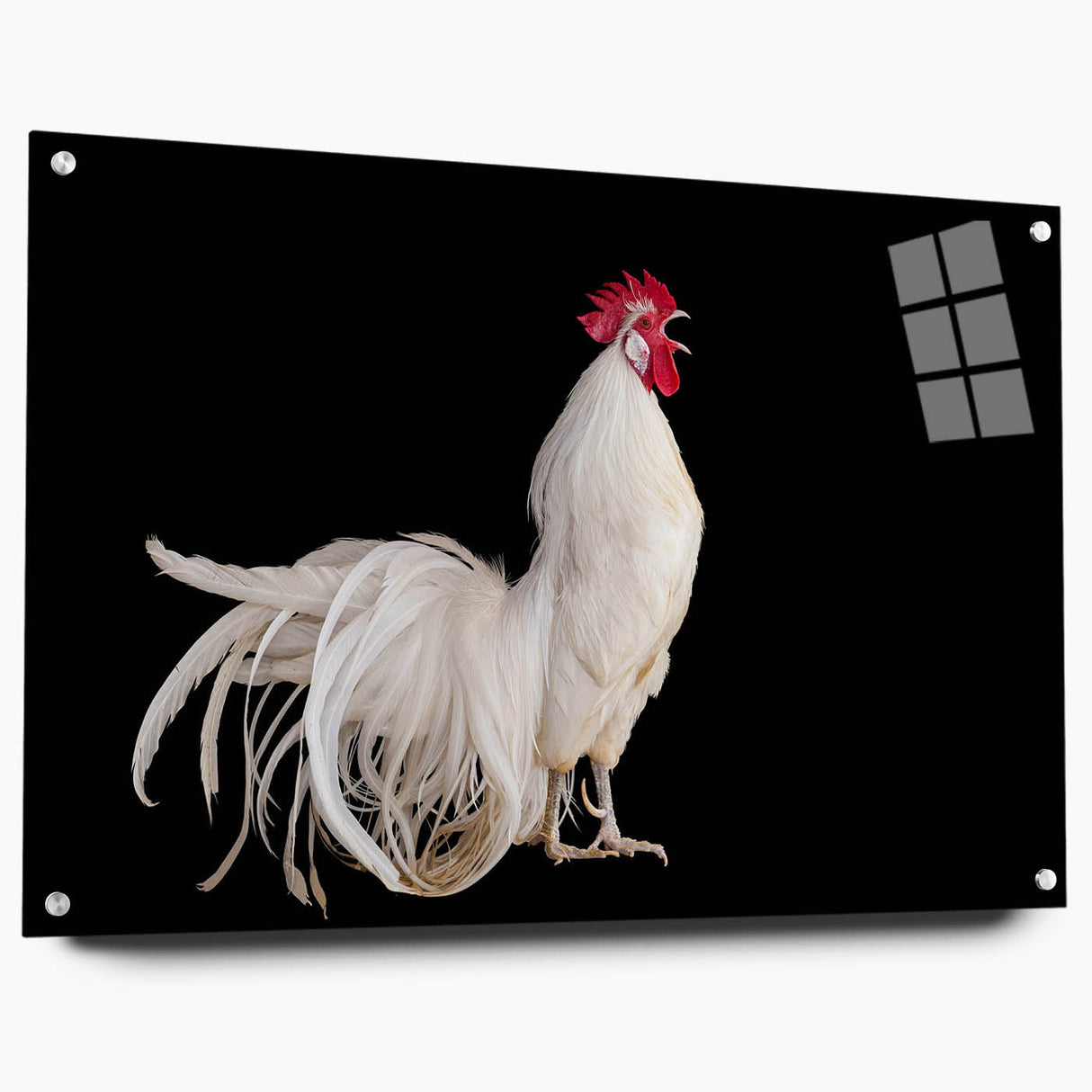 Acrylic glass wall art featuring a vibrant chicken design from the Birds Collection, displayed in a stylish side view with decorative pins, ideal for home decor.