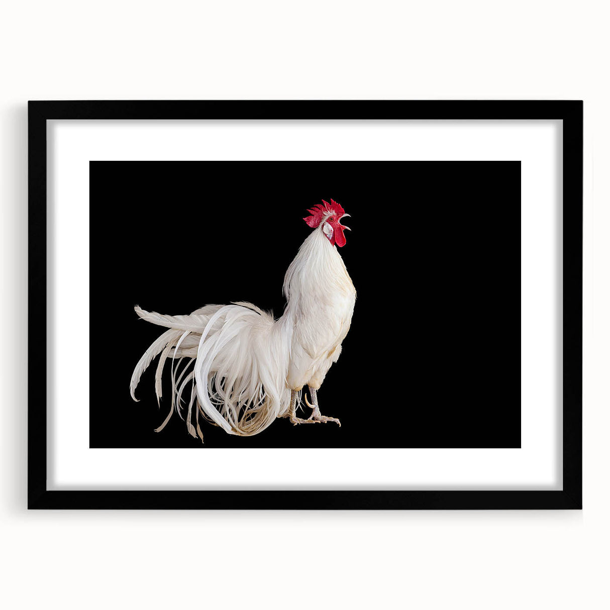 Framed wall art featuring a chic chicken design on a black background, adding a modern touch to home decor. Ideal for kitchen or dining areas.