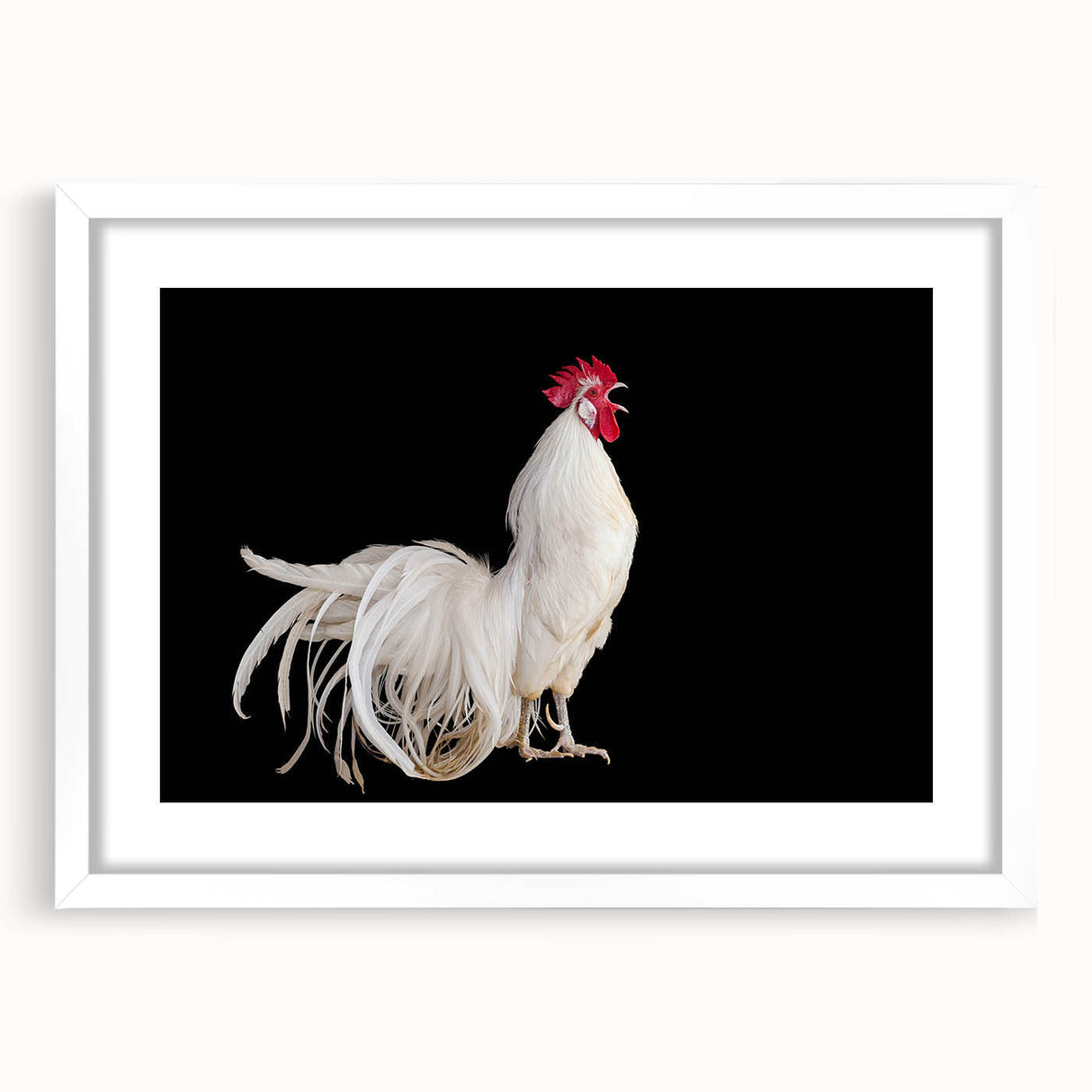 Framed wall art featuring a whimsical chicken design with vibrant colors, presented in a sleek white frame and mat, perfect for adding charm to any space.