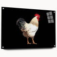 Acrylic glass wall art featuring a vibrant chicken design from the Birds Chicken Design Collection, showcasing intricate details and a side view with pins for easy hanging, perfect for adding a whimsical touch to home decor.