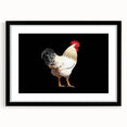 Framed wall art featuring a detailed chicken design with vibrant colors, set in a sleek black frame, perfect for adding a contemporary touch to home decor.